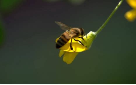 蜜蜂代表什么